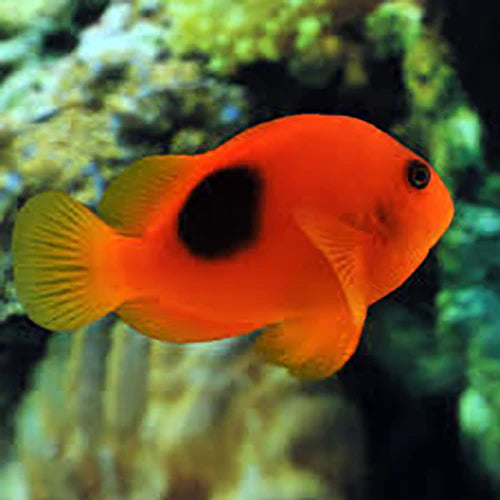 Fire Clownfish (Amphiprion ephippium) - Fresh N Marine
