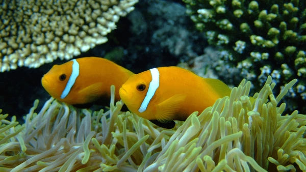 Rose Skunk Clownfish (Amphiprion nigripes) - Fresh N Marine
