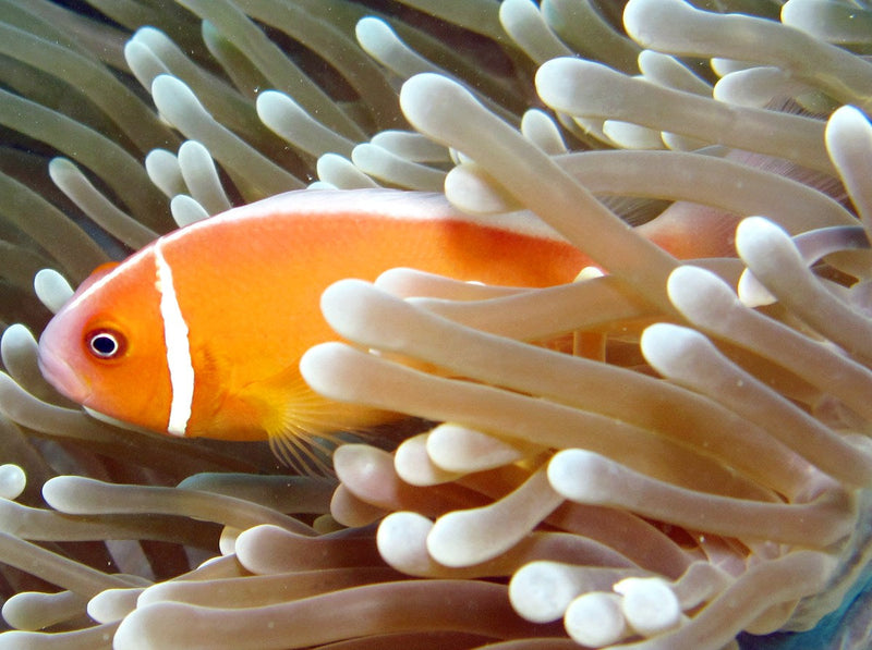 Pink Skunk Clownfish (Amphiprion perideraion) - Fresh N Marine
