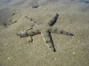 Sand Sifting White Starfish (Archaster typicus) - Fresh N Marine