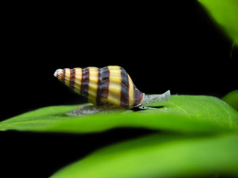 Assassin Snail (Freshwater) - Fresh N Marine