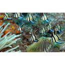 Banggai Cardinal (Pterapogon kauderni) - Fresh N Marine