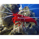 Fire Shrimp (Sri Lanka) - L - Fresh N Marine