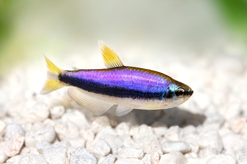 Purple Emperor Tetra (Inpaichthys kerri) - Fresh N Marine