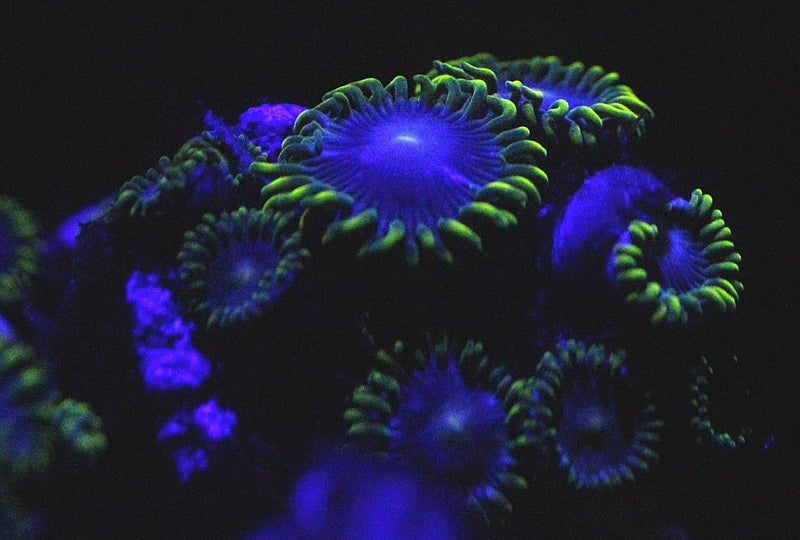 Blue Alien Zoanthids (Per Polyp in Frag) - Fresh N Marine