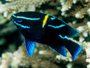 Blue Velvet Damsel (Paraglyphidodon oxyodon) - Fresh N Marine