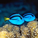 Blue Tang (Paracanthurus hepatus) - Fresh N Marine