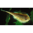 Borneo Sucker (Pseudogastromyzon myers) - Fresh N Marine