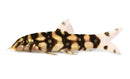 Polka Dot Loach (Botia kubotai) - Fresh N Marine