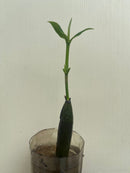Mangrove (Bruguiera cylindrica) (per stalk in pot) - Fresh N Marine