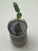 Mangrove (Bruguiera cylindrica) (per stalk in pot) - Fresh N Marine