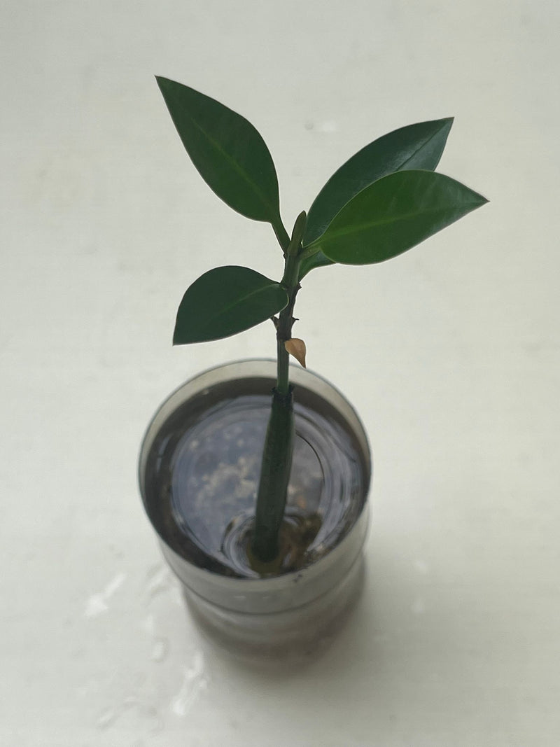 mangrove potted plant Mangrove (Bruguiera parviflora) (per stalk in pot)