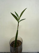 Mangrove (Bruguiera parviflora) (per stalk in pot) - Fresh N Marine