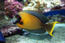 Chocolate Tang (Acanthurus pyroferus) - Fresh N Marine