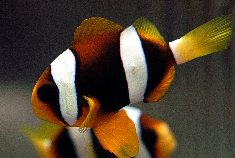 Clarkii Clownfish (Amphiprion clarkii) - Fresh N Marine