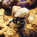 Blue Leg Hermit Crab (Calcinus elegans) - Fresh N Marine
