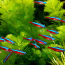 Cardinal Tetra (Paracheirodon axelrodi) - Fresh N Marine