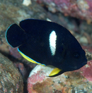 Keyhole Angel (Centropyge tibicen) - Fresh N Marine