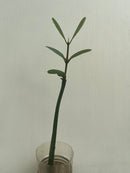 Mangrove (Ceriops tagal) (per stalk in pot) - Fresh N Marine