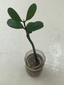 Mangrove (Ceriops tagal) (per stalk in pot) - Fresh N Marine