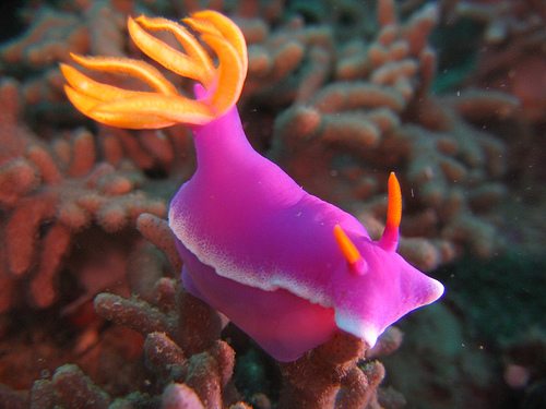 Antenna Purple/Pink Dorid Nudibranch (Chromodoris Bullocki) - Fresh N Marine