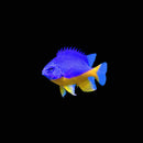 Royal Damsel / Yellow Belly Blue Damselfish (Chrysiptera hemicyanea) - Fresh N Marine