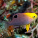 Talbot Damsel (Chrysiptera talboti) - Fresh N Marine