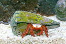 Halloween Hermit Crab (Ciliopagurus strigatus) - Fresh N Marine