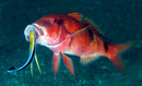 Cleaner Wrasse (Labropsis dimitiatus) - Fresh N Marine