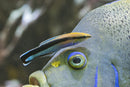 Cleaner Wrasse (Labropsis dimitiatus) - Fresh N Marine