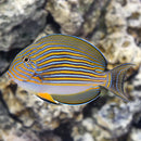Clown Surgeon (Acanthurus lineatus) - Fresh N Marine