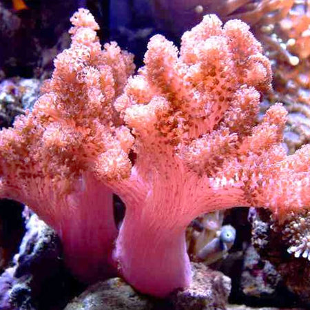 Cauliflower Colt Coral (Klyxum sp.) - Fresh N Marine