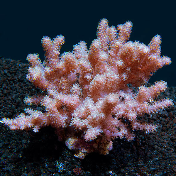 Cauliflower Colt Coral (Klyxum sp.) - Fresh N Marine