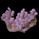 Cauliflower Colt Coral (Klyxum sp.) - Fresh N Marine