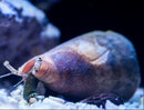 Fighting Conch (Strombus alatus) - Fresh N Marine