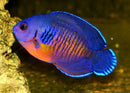 Coral Beauty Angelfish (Centropyge bispinosa) - Fresh N Marine