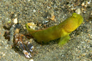 Yellow Watchman Goby (Cryptocentrus cinctus) - Fresh N Marine