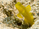 Yellow Watchman Goby (Cryptocentrus cinctus) - Fresh N Marine