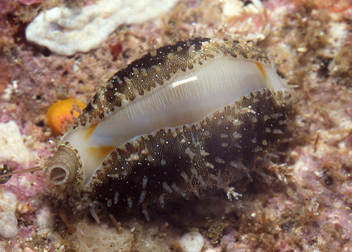 Ring Top Cowrie (Monetaria annulus) - Fresh N Marine