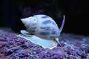 Nassarius Snail - Fresh N Marine