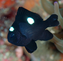 Domino Damselfish (Dascyllus trimaculatus) - Fresh N Marine