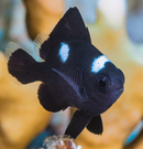 Domino Damselfish (Dascyllus trimaculatus) - Fresh N Marine