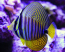 Red Sea Sailfin Tang (Zebrasoma desjardinii) - Fresh N Marine
