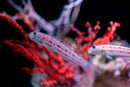 Diamond Watchman Goby (Valenciennea Puellaris) - Fresh N Marine
