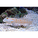 Diamond Watchman Goby (Valenciennea Puellaris) - Fresh N Marine
