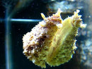 Bali Monster/Sea Hare (Dolabella Auricularia) - Fresh N Marine