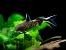 Cuckoo Catfish (Synodontis petricola) - Fresh N Marine
