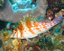 Falco Hawkfish (Cirrhitichthys Falco) - Fresh N Marine