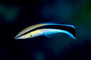 Cleaner Wrasse (Labropsis dimitiatus) - Fresh N Marine
