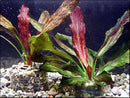 Echinodorus Red Flame - Fresh N Marine